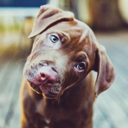 Do You Know What Your Dog Is Actually Saying?